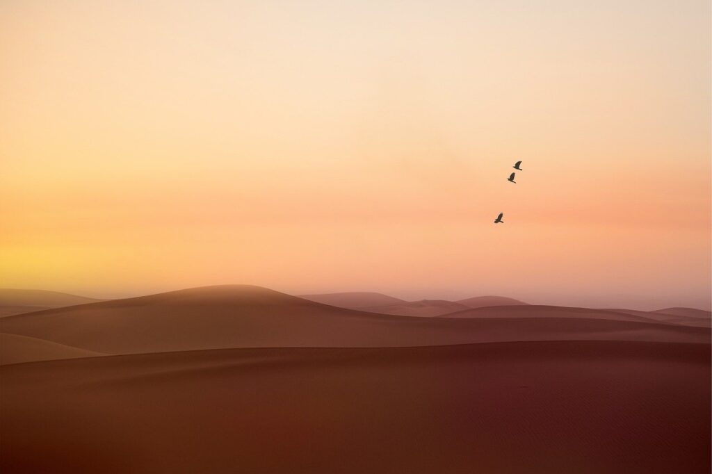 desert, birds, dunes-8592629.jpg